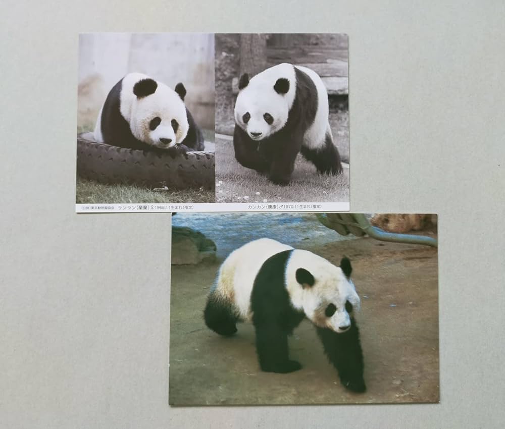 Amazon.co.jp: 上野動物園 シャンシャン歴代パンダポストカード上野