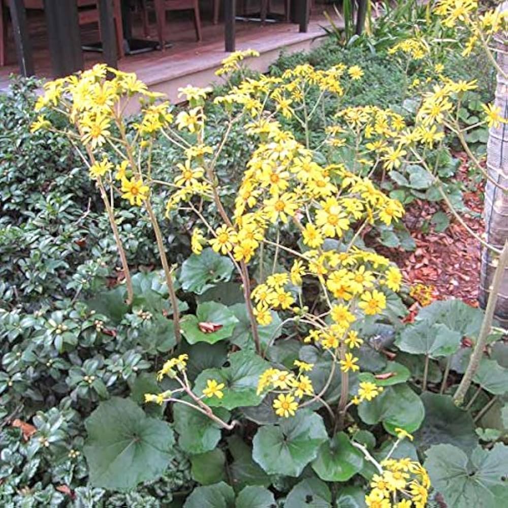 Amazon.co.jp: ツワブキ3-3.5号ポット2株セット[石蕗 グランドカバー