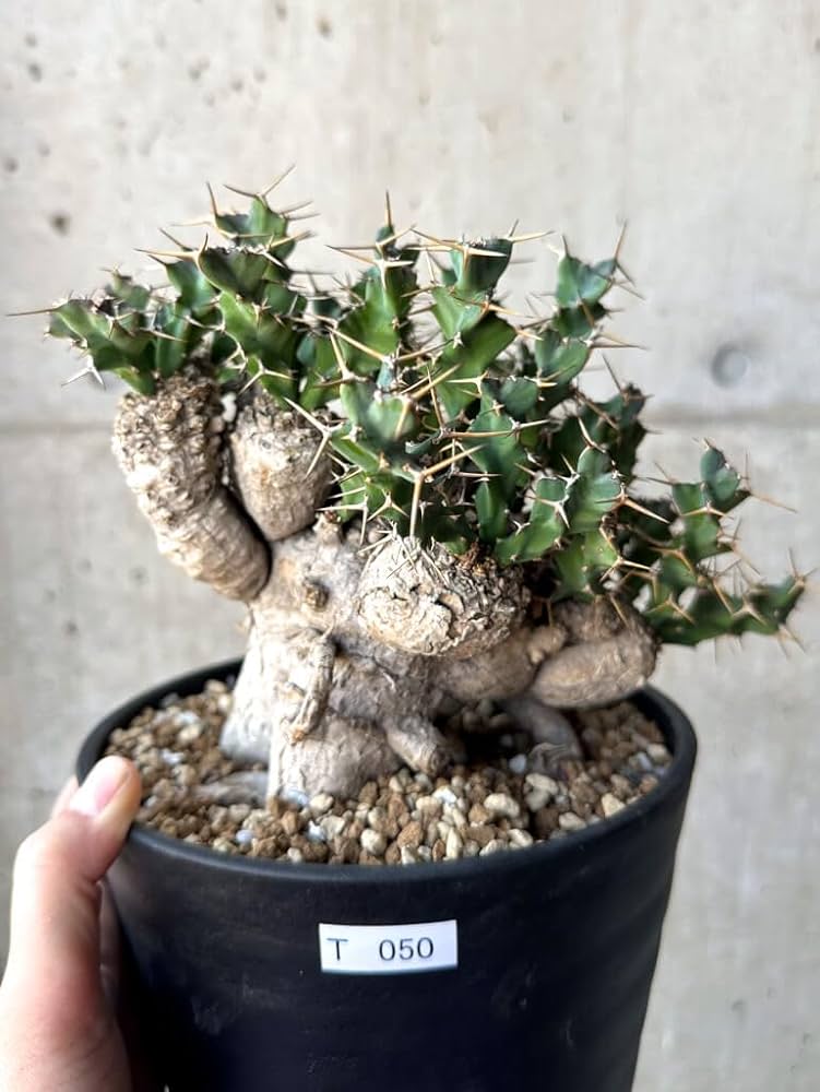 Amazon｜【現品限り】ユーフォルビア・クラビゲラ 現地株 発根済み 約1