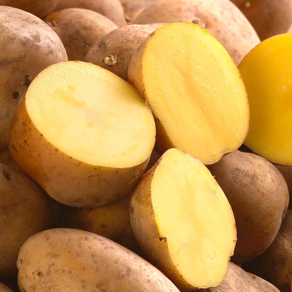 6kg m33 インカのめざめ 種芋 ジャガイモ インカのめざめ タネイモ｜種
