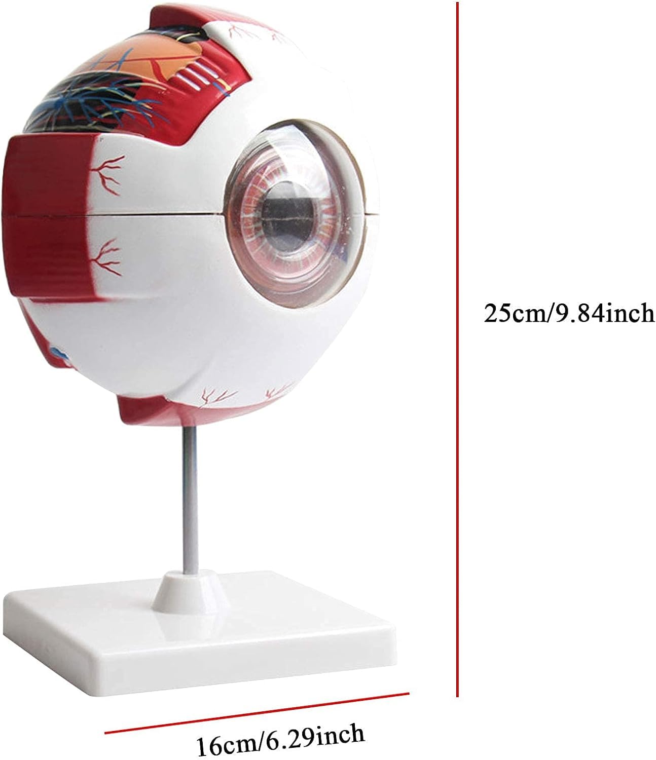 Amazon.co.jp: 眼模型6 X人眼解剖模型眼球は7部分に拡大し、水平面は