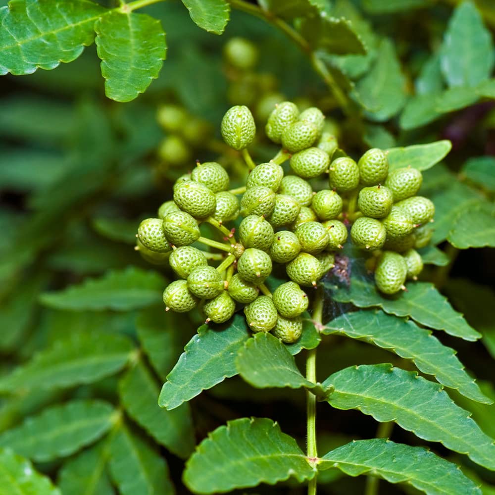 Amazon.co.jp: 山椒の苗木 朝倉山椒(あさくらさんしょう/トゲ無し実