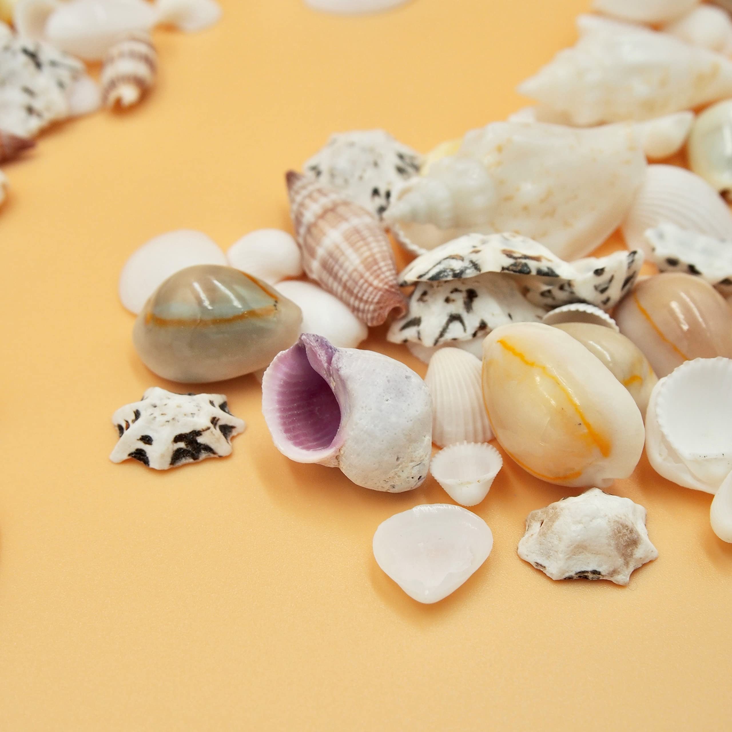 Amazon.co.jp: 【貝殻の問屋さん】貝殻セット ミックスシェル（約10