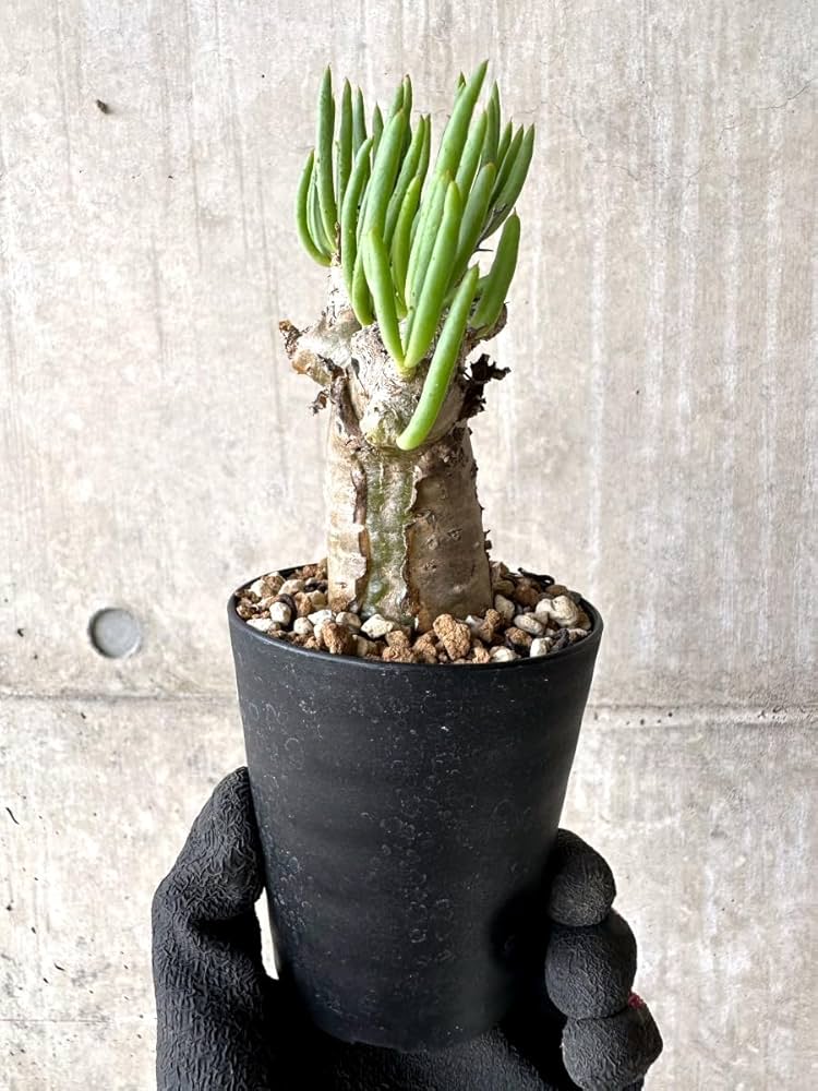 Amazon｜【現品限り】チレコドン・レティキュラータス 現地株 発根済み