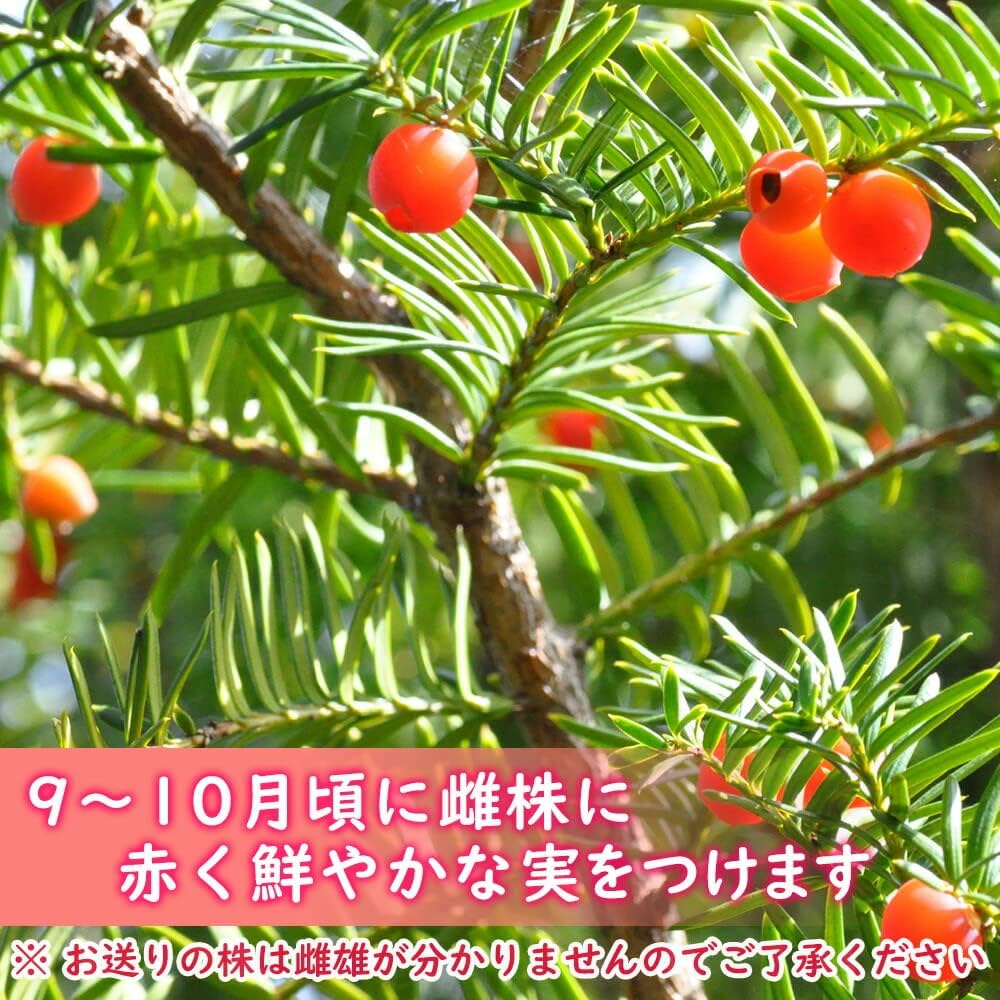常緑樹 苗木 オンコの木 イチイの木 48本 1本1,500円〜 常緑樹 苗木