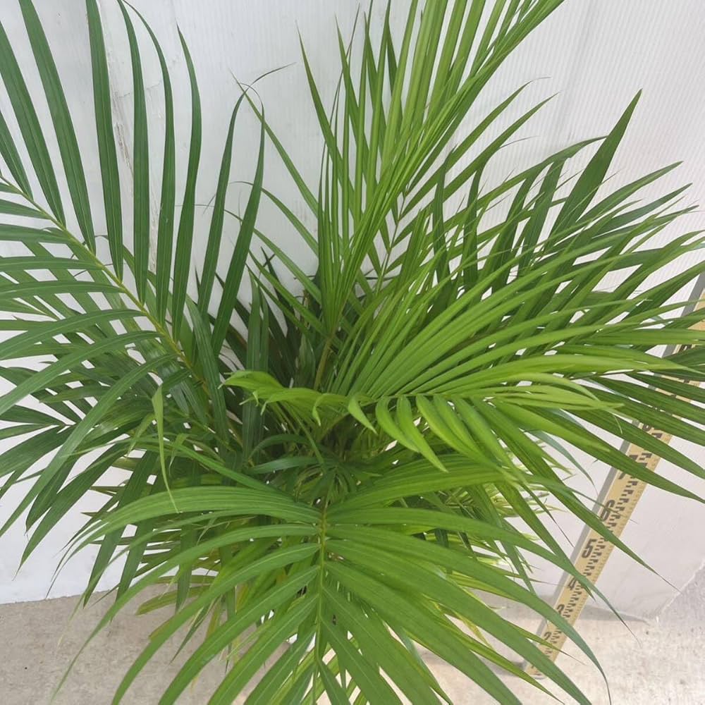 Amazon｜観葉植物 アレカヤシ 8号 大型大株 インテリアグリーン室内