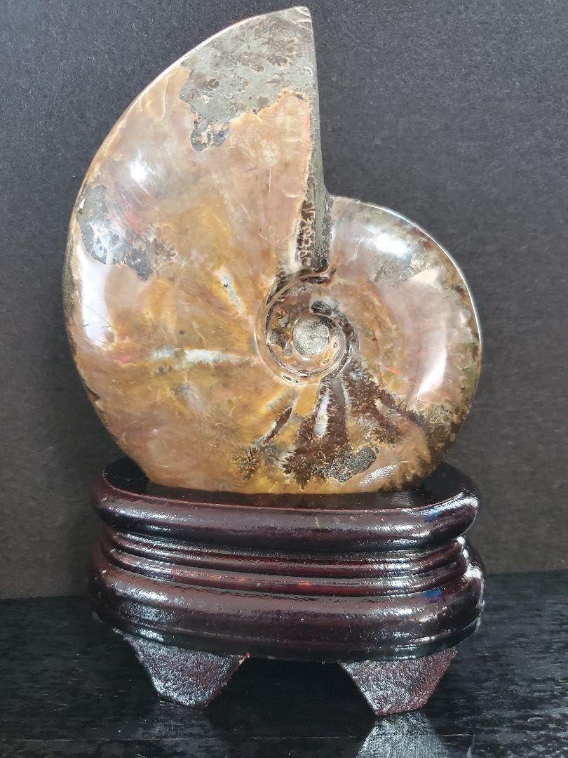 Amazon.co.jp: 537.5g!! アンモナイト(アンモライト) 化石 台座付き