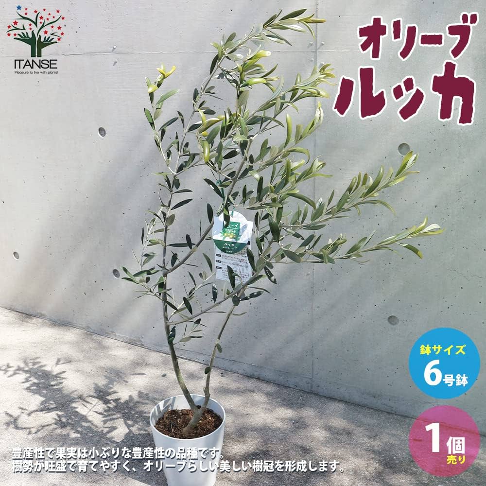 Amazon.co.jp: オリーブの苗木 品種：ルッカ 6号白テーパード鉢 M