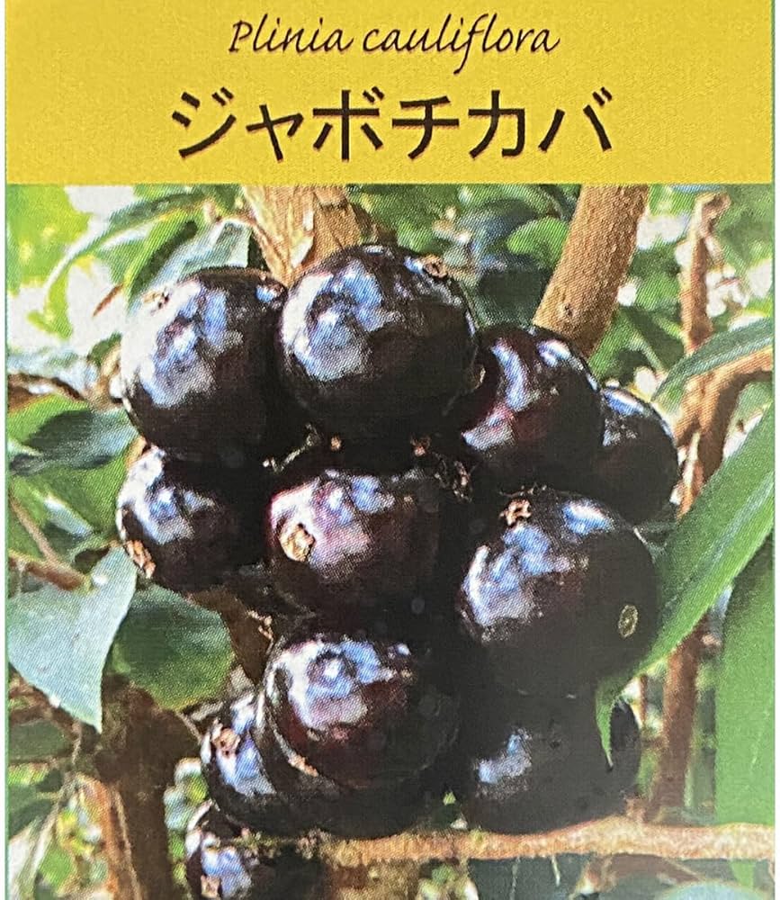 Amazon.co.jp: ジャボチカバ 中葉系の苗木 10.5cmポット 苗 熱帯果樹