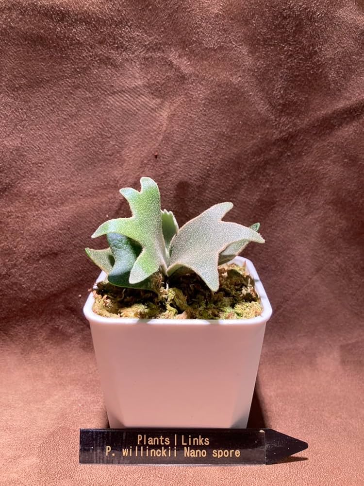 Amazon｜【Plants Links】ビカクシダ ウィリンキー ナノ スポア Nano