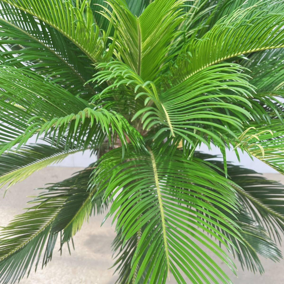 Amazon.co.jp: 斑入りソテツ 10号 大型大株 品種レア 蘇鉄 地植え