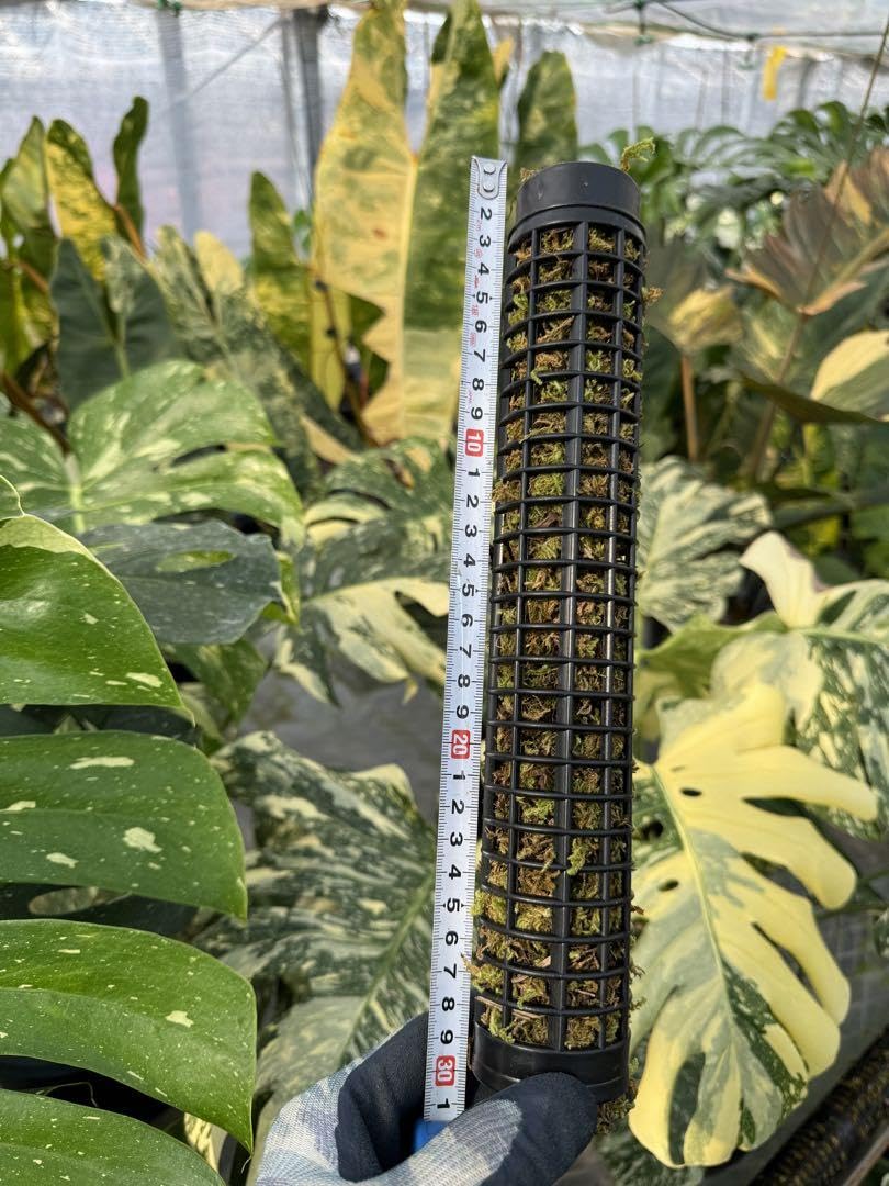 Amazon.co.jp: モスポール 水苔入り済 生産プロの秘訣 植物用上り棒180