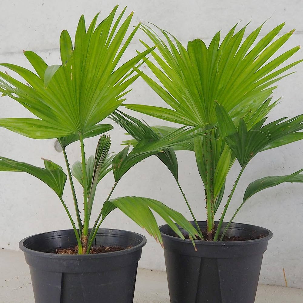 Amazon｜ビロウヤシ6号鉢【品種で選べる観葉植物/1個売り】学名