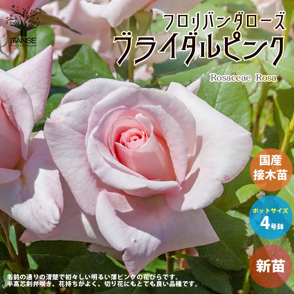 Amazon.co.jp: 薔薇の苗