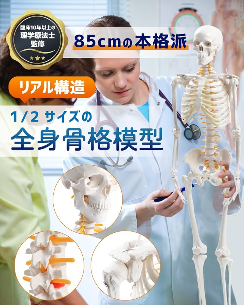 Amazon.co.jp: KIYOMARU リアルで再現性の高い1/2サイズの全身骨格模型