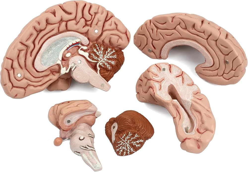 Amazon.co.jp: 標本から成形された脳模型，左脳は大脳を2分解，脳幹