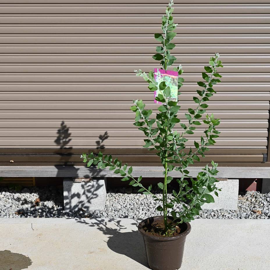 Amazon.co.jp: パールアカシア苗アカシア 別名ポダリーフォリア苗 6号