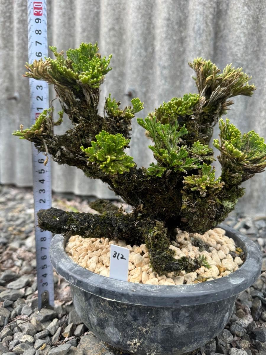 Amazon.co.jp: 岩松 イワヒバ 岩ヒバ 盆栽 山野草 高山植物 312 : DIY