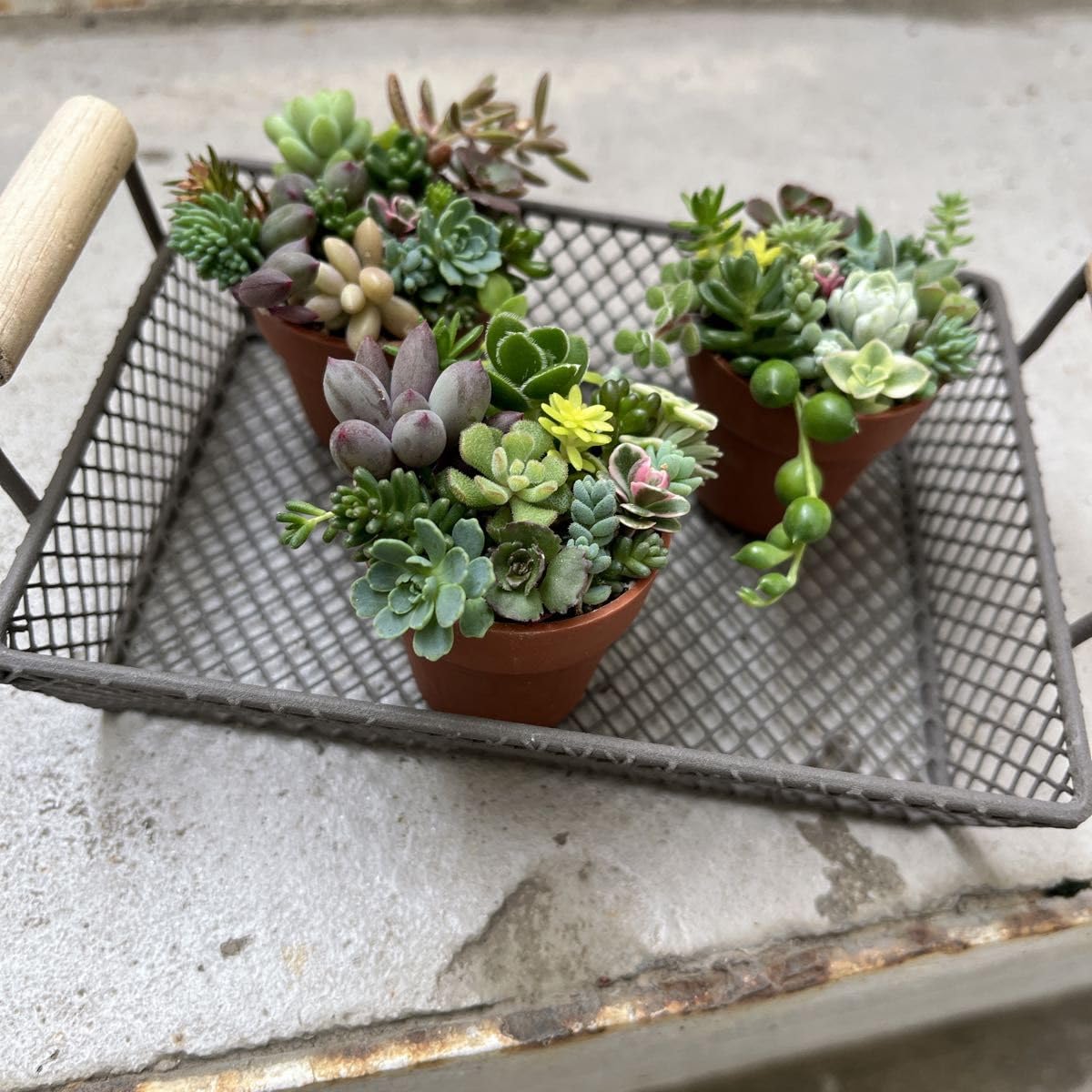 Amazon.co.jp: 多肉植物 寄せ植えセット カット苗 土 植木鉢のセット