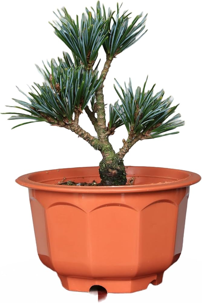 Amazon.co.jp: 吾妻五葉松『宝来』ミニ盆栽・素材【泰寿園 Online
