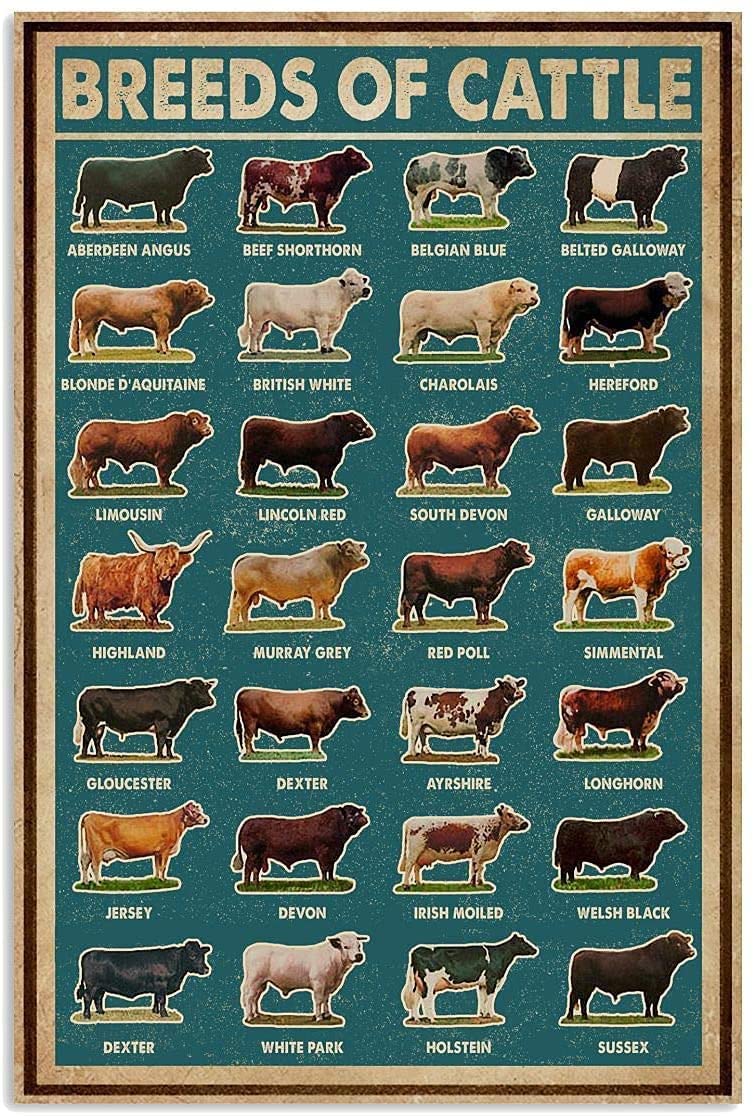 Amazon.co.jp: Cattle牛種知識ポスター装飾ギフト金属看板 12 x 16