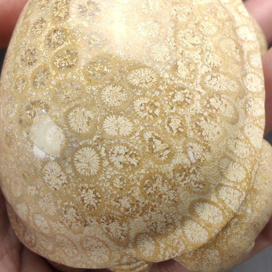 Amazon.co.jp: 1 サンゴの化石 亀 大 天然石 菊目石 珊瑚 コラール