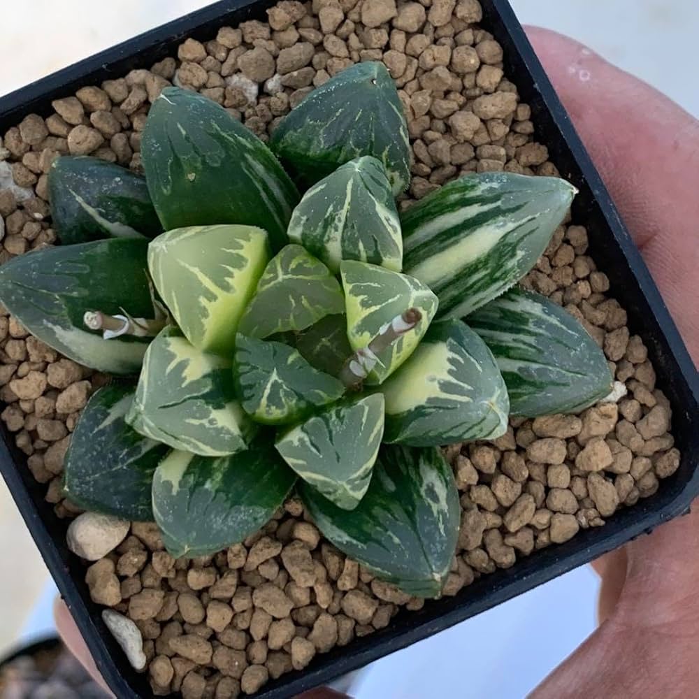 Amazon｜多肉植物 ハオルチア オブツーサ錦 花水晶｜観葉植物