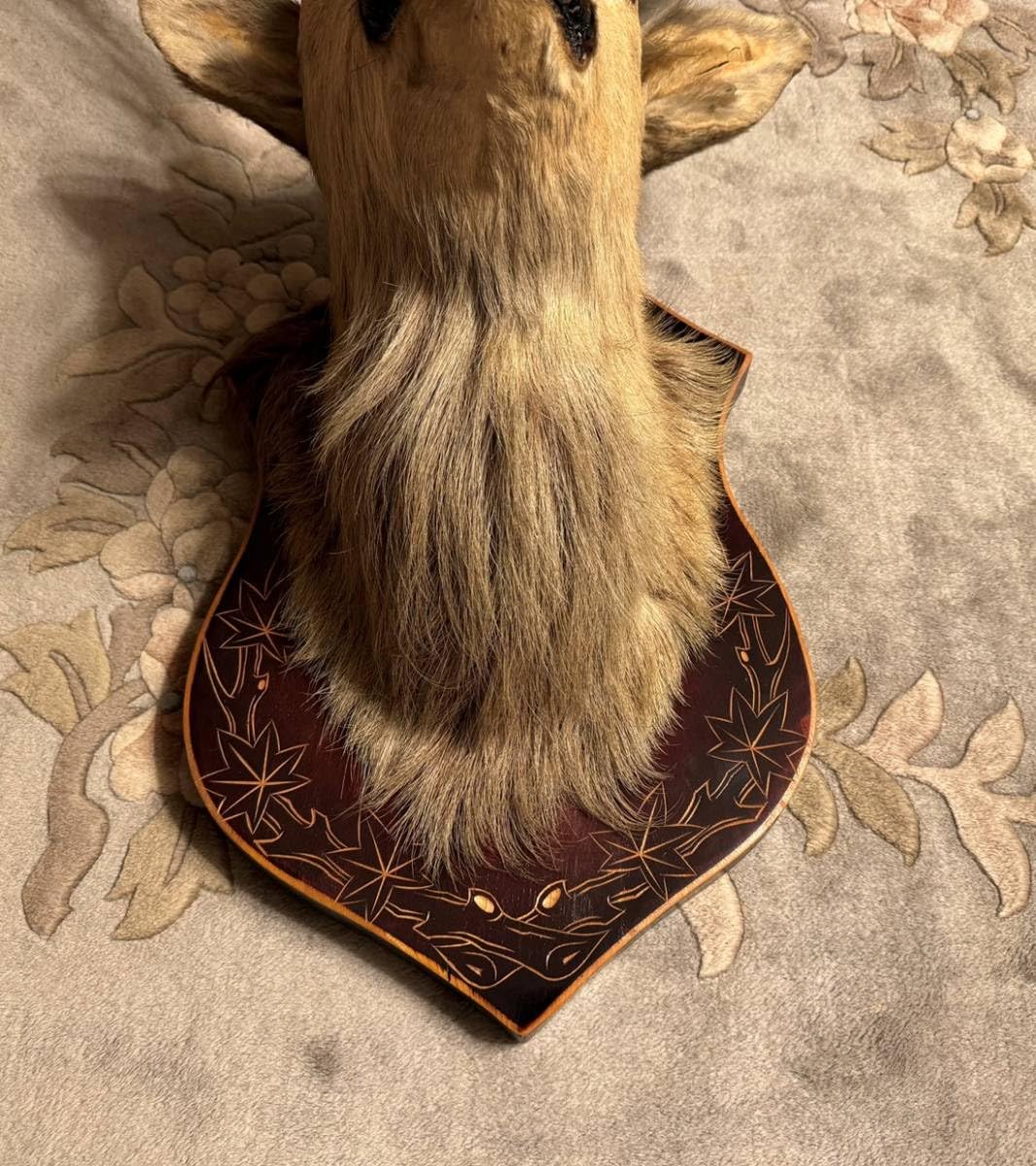 Amazon.co.jp: 豪華鹿シカはく製剥製角置物インテリア蝦夷シカ北海道