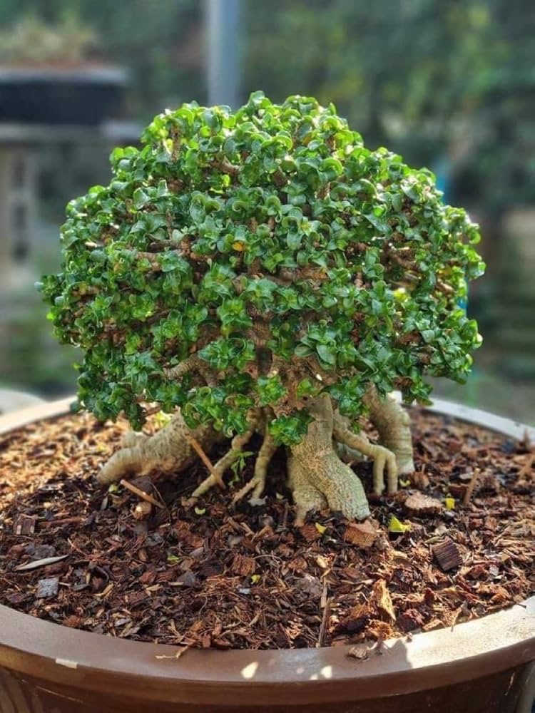 Amazon.co.jp: レア株 アデニウム 獅子葉 巻葉 ドーセットホーン 多肉