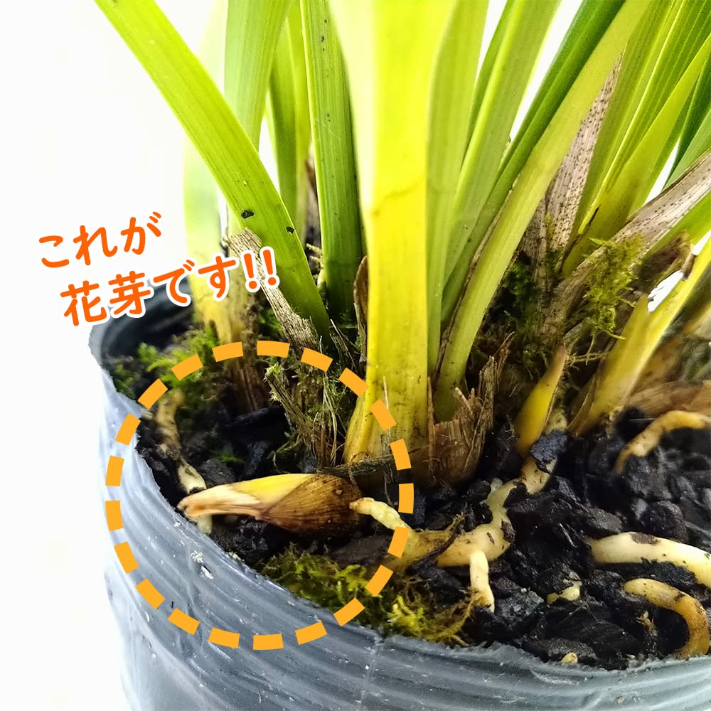 Amazon.co.jp: キンリョウヘン（ 金稜辺 ）5号ロング鉢 今春の花芽まだ