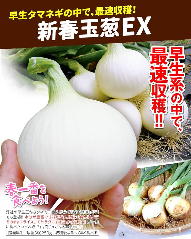 Amazon.co.jp: 玉ねぎ苗（超極早生）新春玉葱EX 100本 / 国華園 25年秋