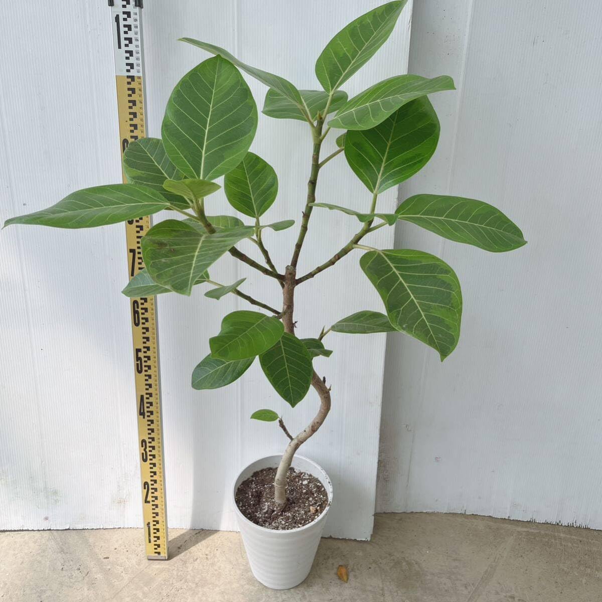 Amazon｜フィカス アルテシマ曲がり7号 インテリアグリーン室内観葉