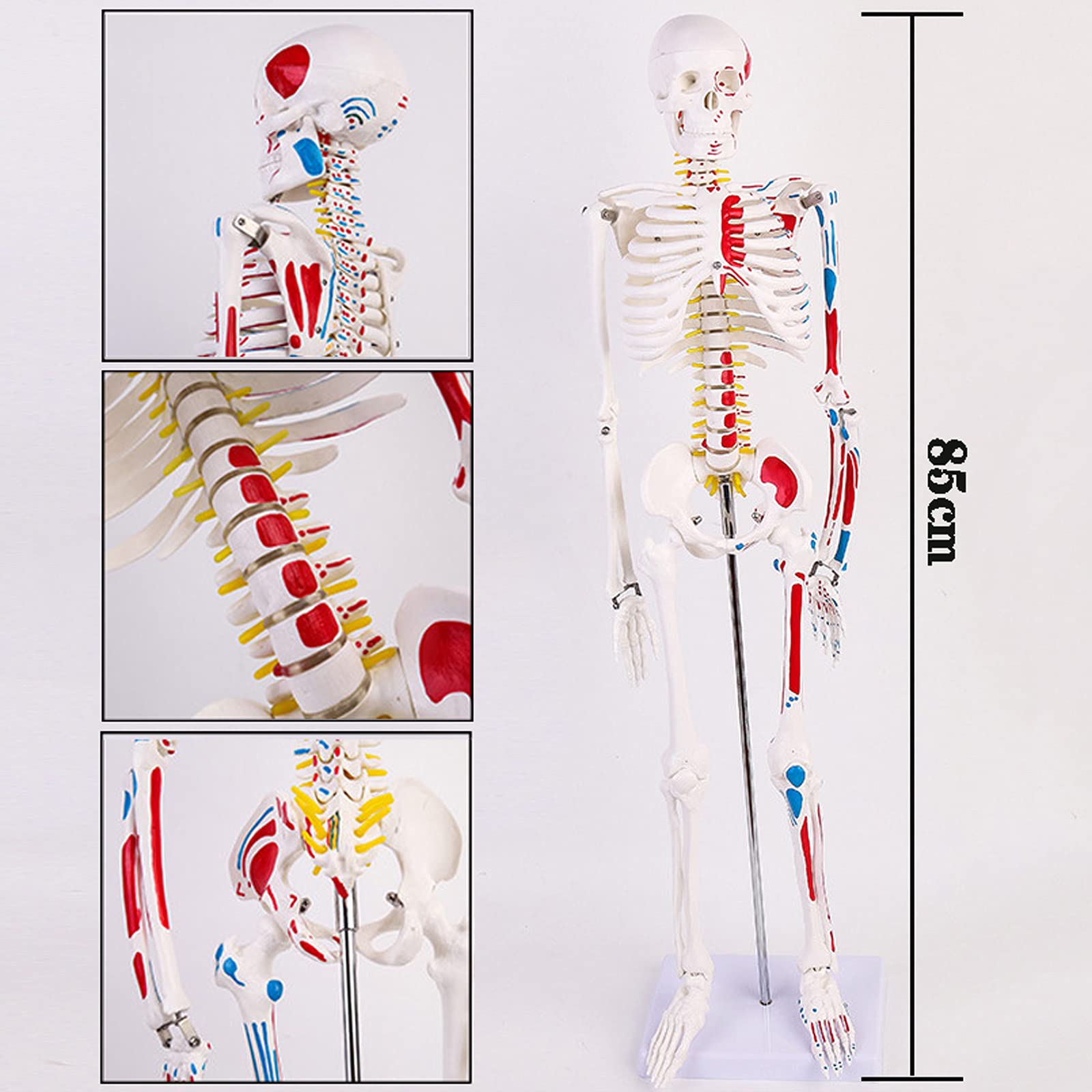 大型 木製 人体模型 標本 臓器 パズル ディスプレイ 漢方 レトロ