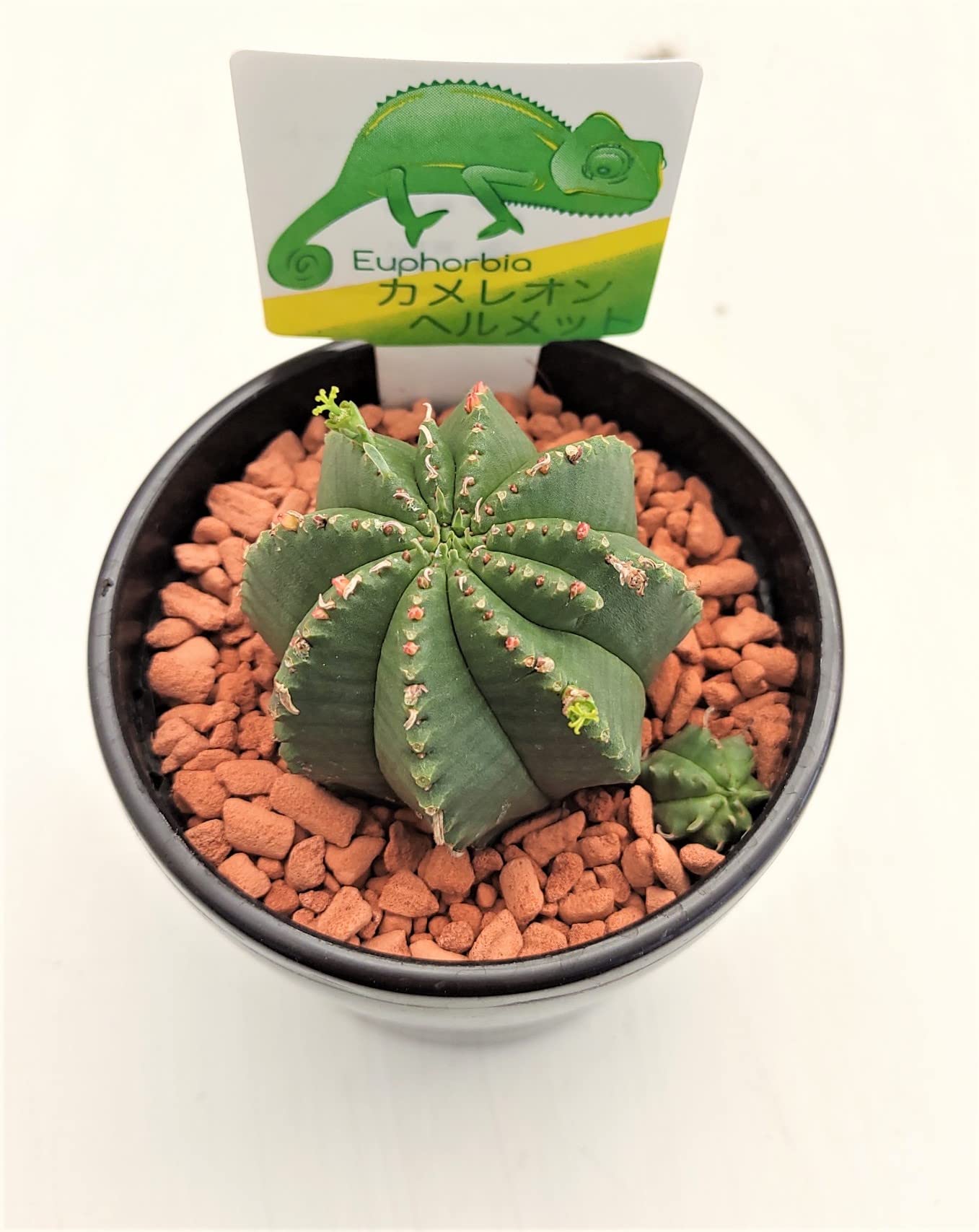 Amazon.co.jp: ×_はなみどり 多肉植物 ユーフォルビア カメレオン