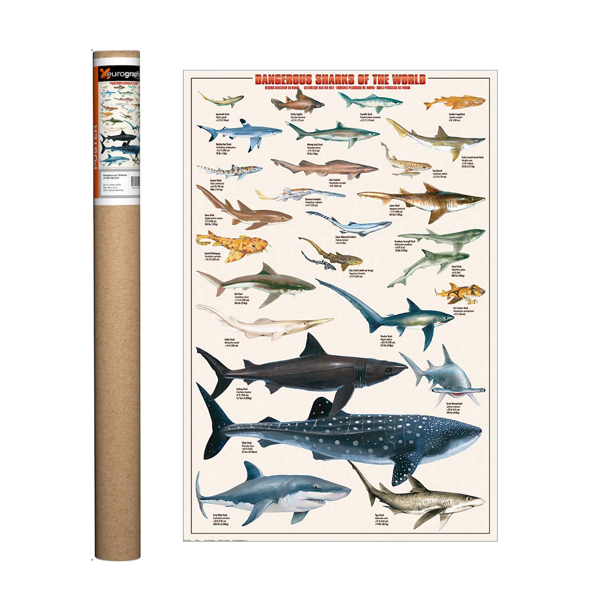 Amazon.com: EuroGraphics Dangerous Sharks Poster, 36 x 24 in Beige