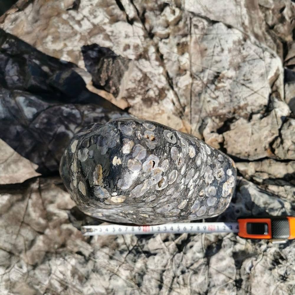 Amazon.co.jp: 東北産 梅花石 6.7キロ 鑑賞石 石 置物 オブジェ