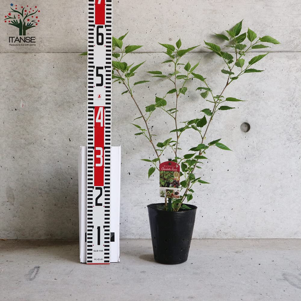 長桑 四季なり 桑苗 確認用 長桑 四季なり 桑苗 確認用 長桑 四季なり