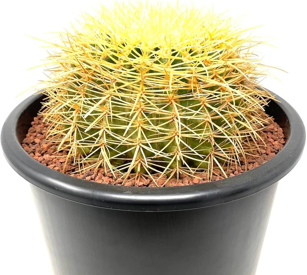 Amazon｜サボテンの王様 金鯱 観葉植物 多肉植物 金シャチ おしゃれで