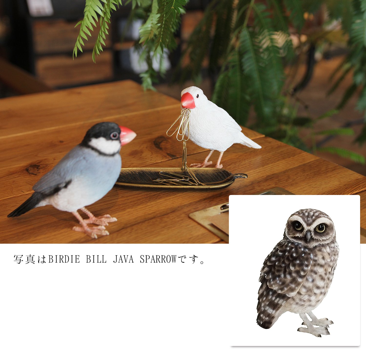 Amazon.co.jp: 梟 ふくろう オブジェ 置物 BIRDIE BILL BURROWING OWL