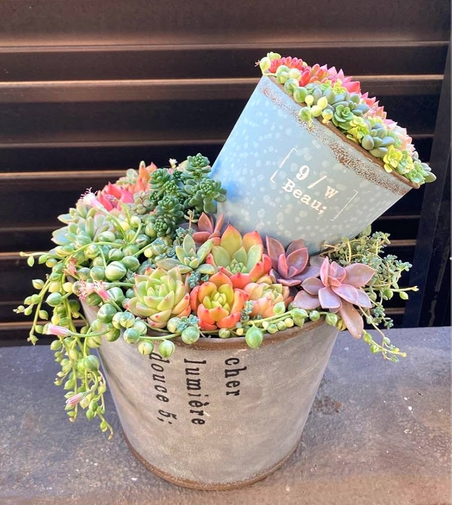 Amazon｜多肉植物 寄せ植え 2段 鉢ごと発送｜観葉植物 オンライン通販