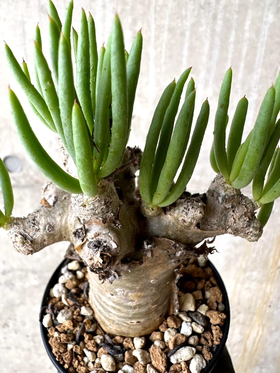 Amazon｜【現品限り】チレコドン・レティキュラータス 現地株 発根済み