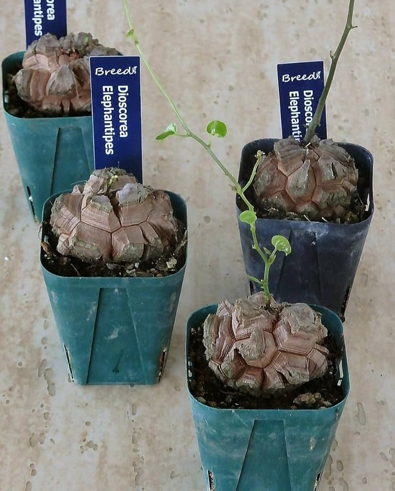 Amazon｜亀甲竜/キッコウリュウ（2.5号）コーデックス 多肉植物