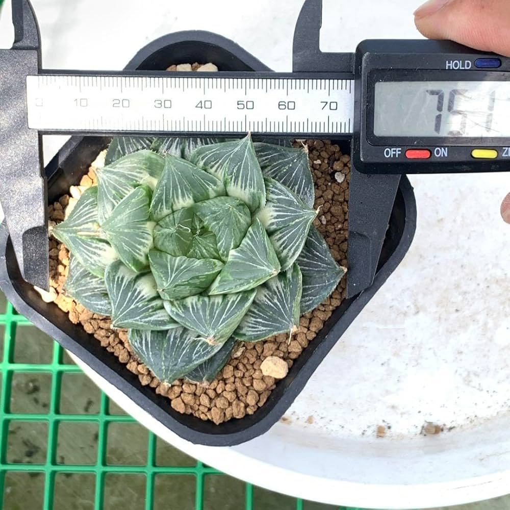 Amazon.co.jp: 多肉植物 ハオルチア 三仙寿錦 大株 : ホビー