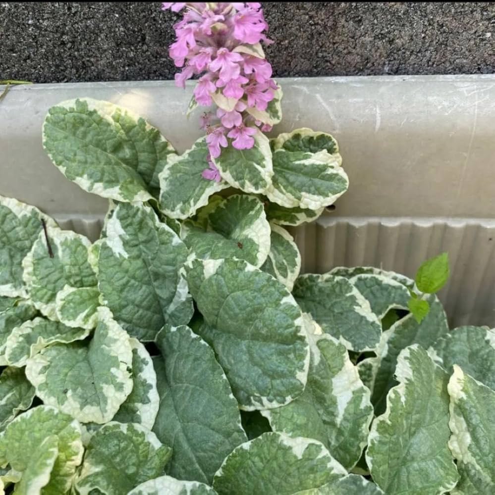 Amazon.co.jp: アジュガ ピンク花 ピンクライトニング 抜き苗2本 : DIY