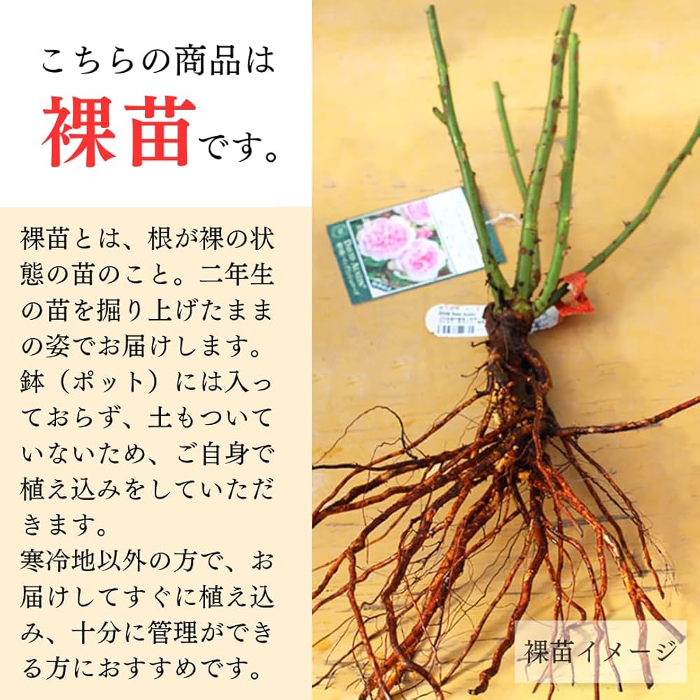 Amazon.co.jp: バラ苗 【ガートルードジェキル】 (大苗裸苗) シュラブ