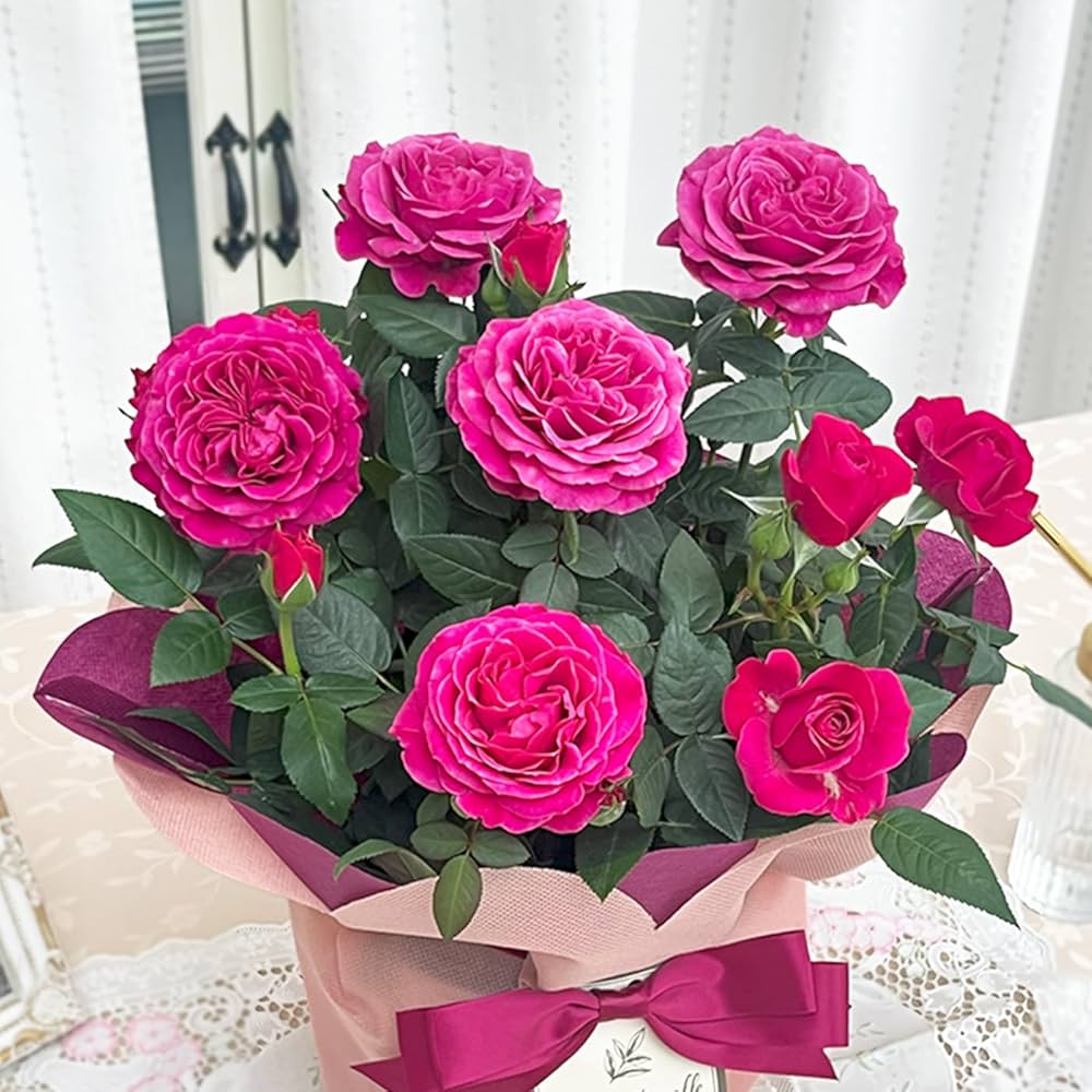 Amazon.co.jp: 母の日 プレゼント ミニバラ カーマイン ロスアロマ 5号