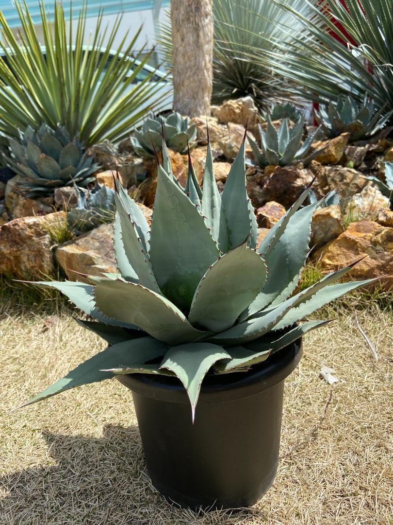 アガベ パリー錦 吉祥天錦 ホーチエンシス錦 優良カキコ 抜き苗送料