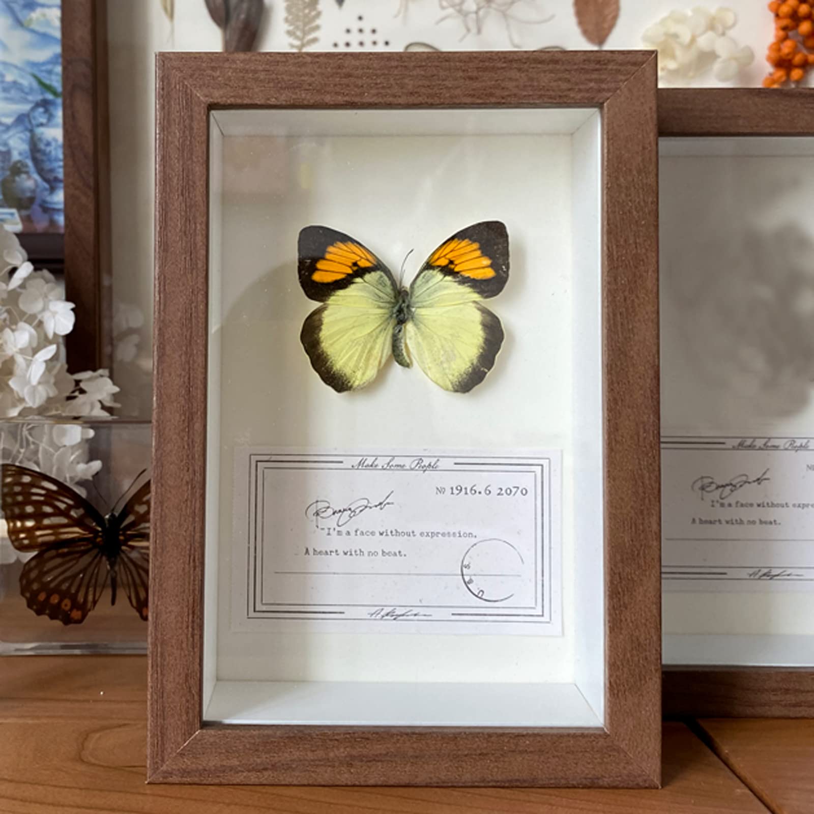 Amazon.co.jp: フォトフレーム、額縁、壁掛けフレーム、蝶の標本