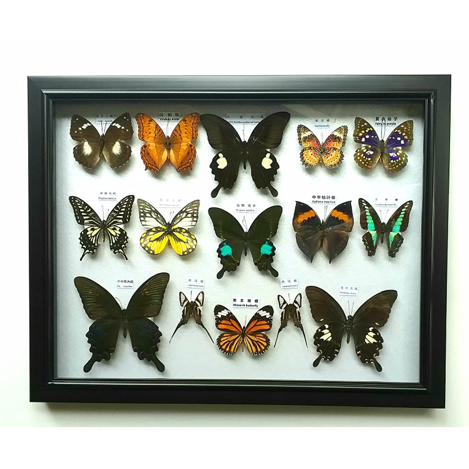 Amazon.co.jp: 昆虫標本、蝶標本ディスプレイ、額装された美しい蝶の壁