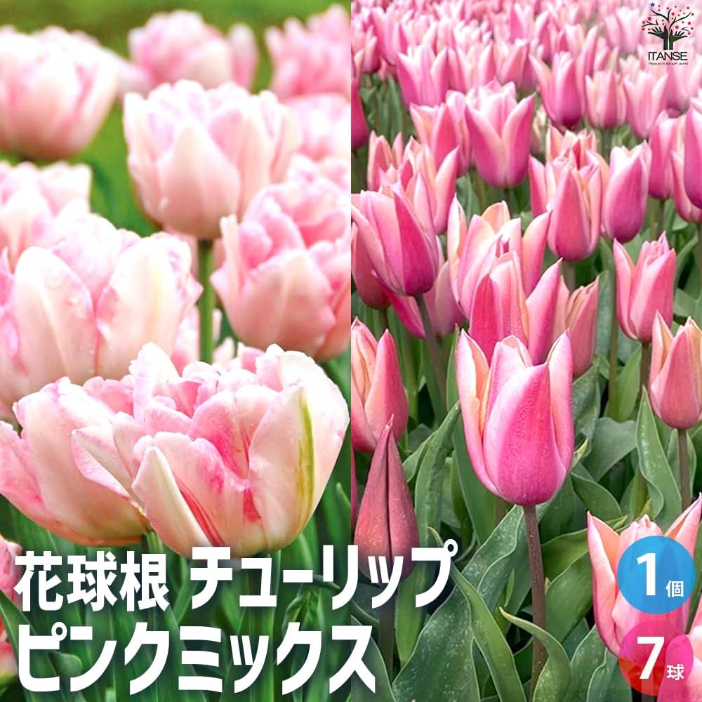 Amazon.co.jp: ITANSE 球根 チューリップ ピンクミックス 7球